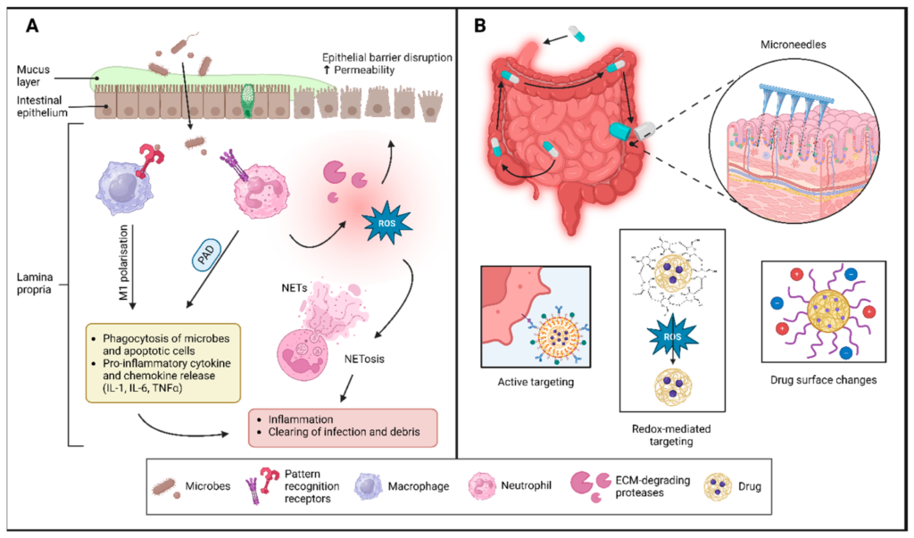 Inflammatory Bowel Disease Treatment Market Gains New Direction as Study Uncovers Hidden Gut Defect Before Flare-Ups