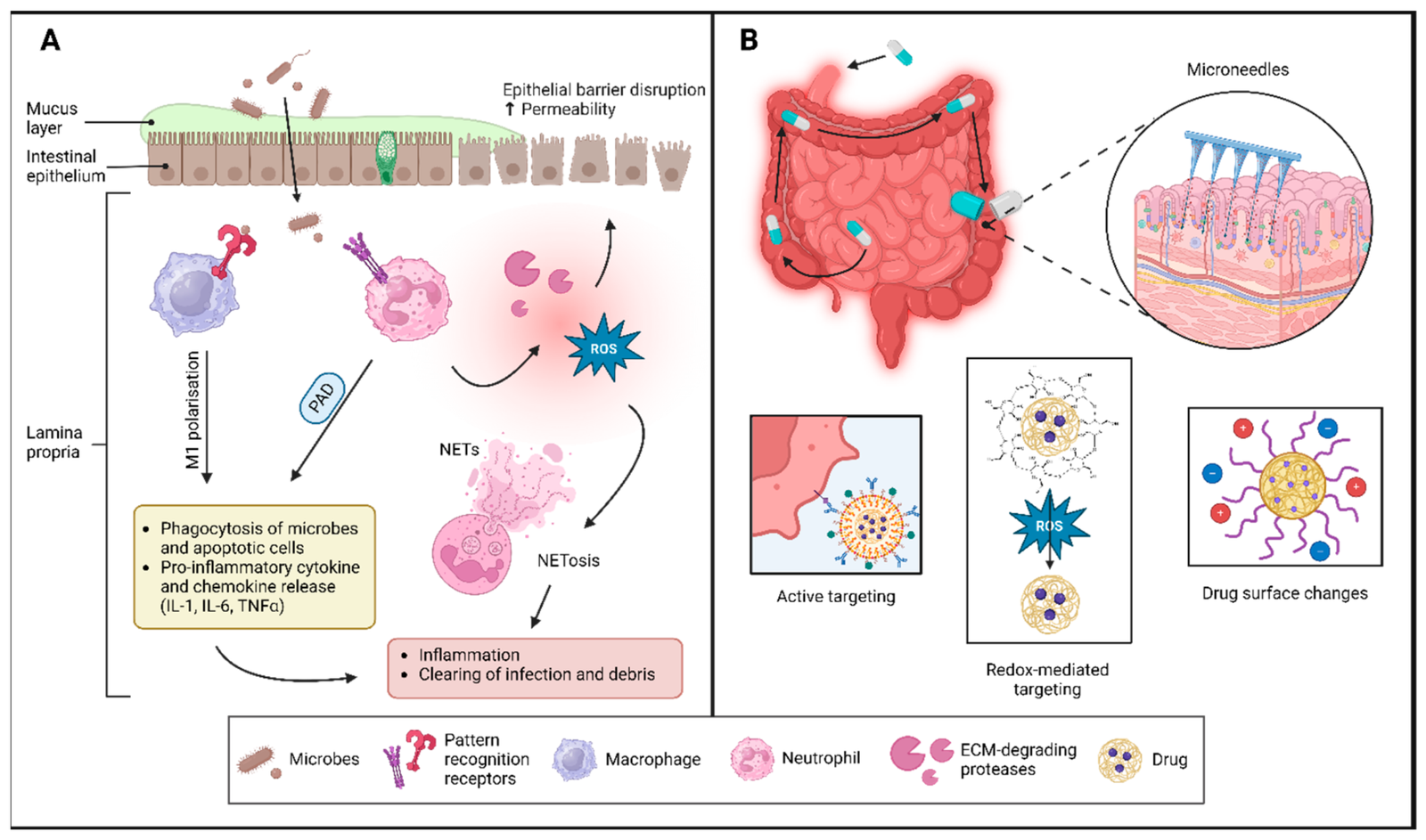 Inflammatory Bowel Disease Treatment Market Gains New Direction as Study Uncovers Hidden Gut Defect Before Flare-Ups