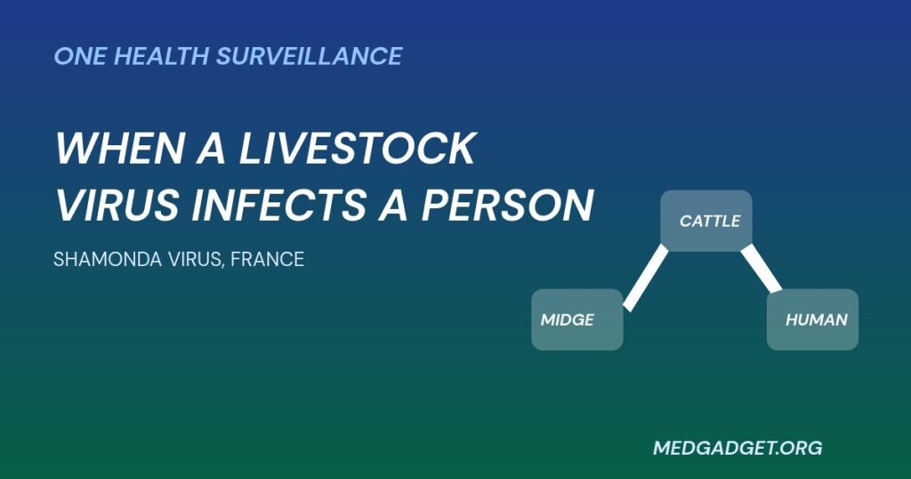 Shamonda virus human case graphic: midge, cattle and human linked by arrows