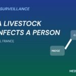 Shamonda virus human case graphic: midge, cattle and human linked by arrows